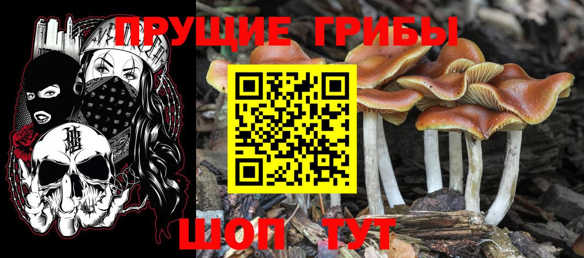 Междуреченск  Галлюциногенные грибы Psilocybine cubensis  где найти   Вход с VPN 